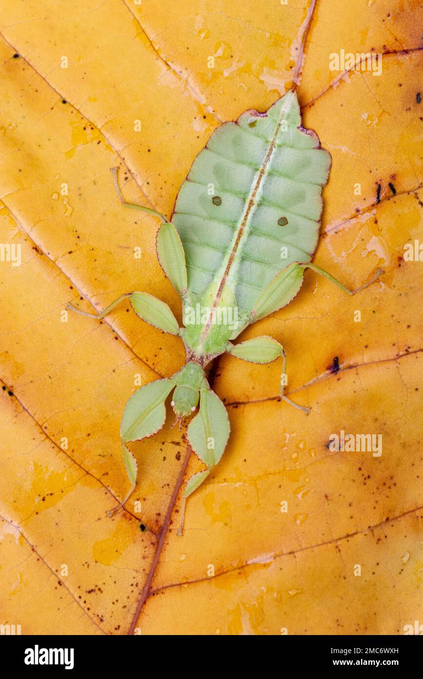 Leaf insect (Phyllium sp.) on leaf. Stock Photo