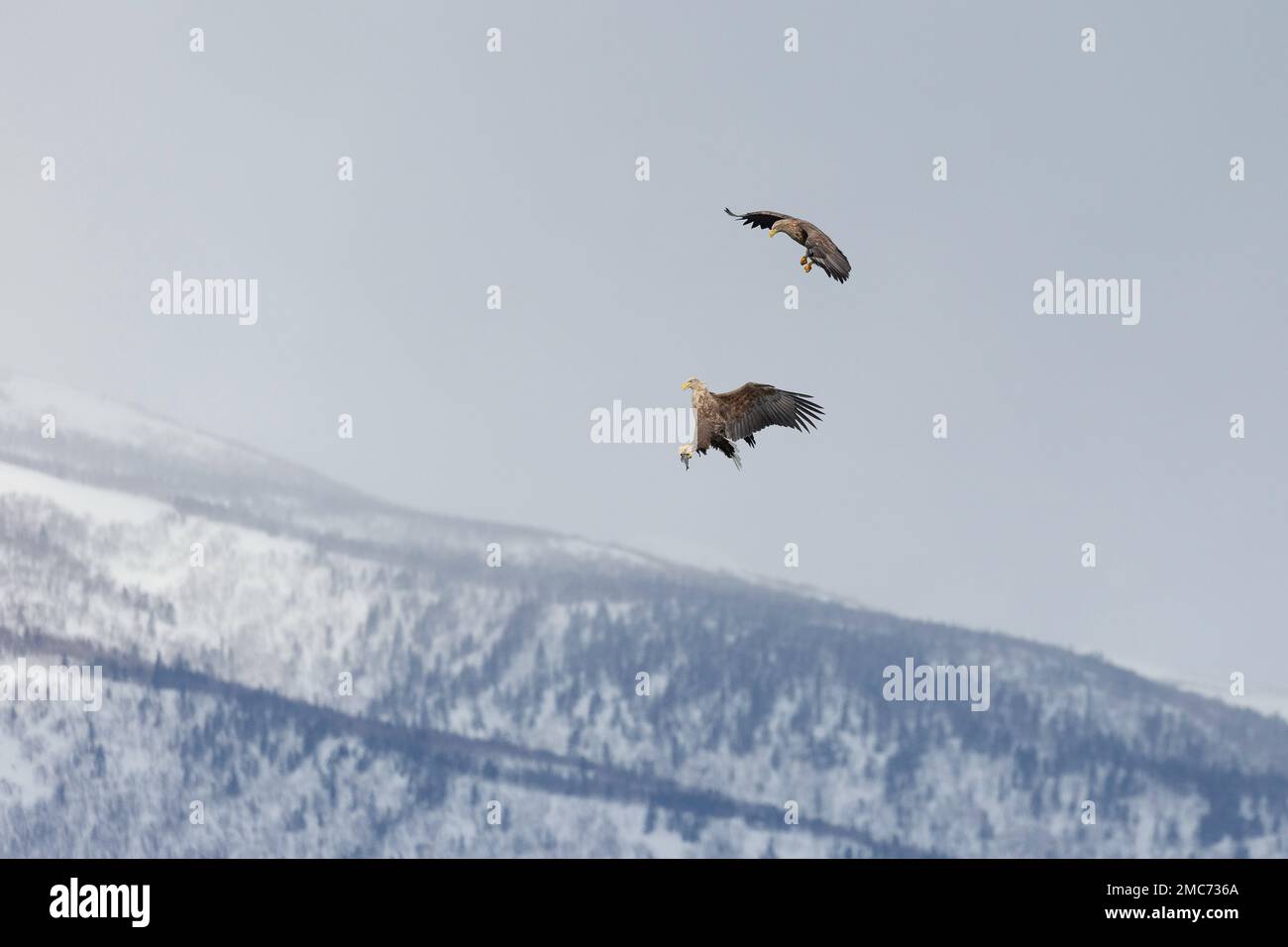 Pair of adult White-tailed Eagles (Haliaeetus albicilla) passing fish in flight over Shiretoko National Park, Hokkaido, Japan (sequence 5 of 7) Stock Photo
