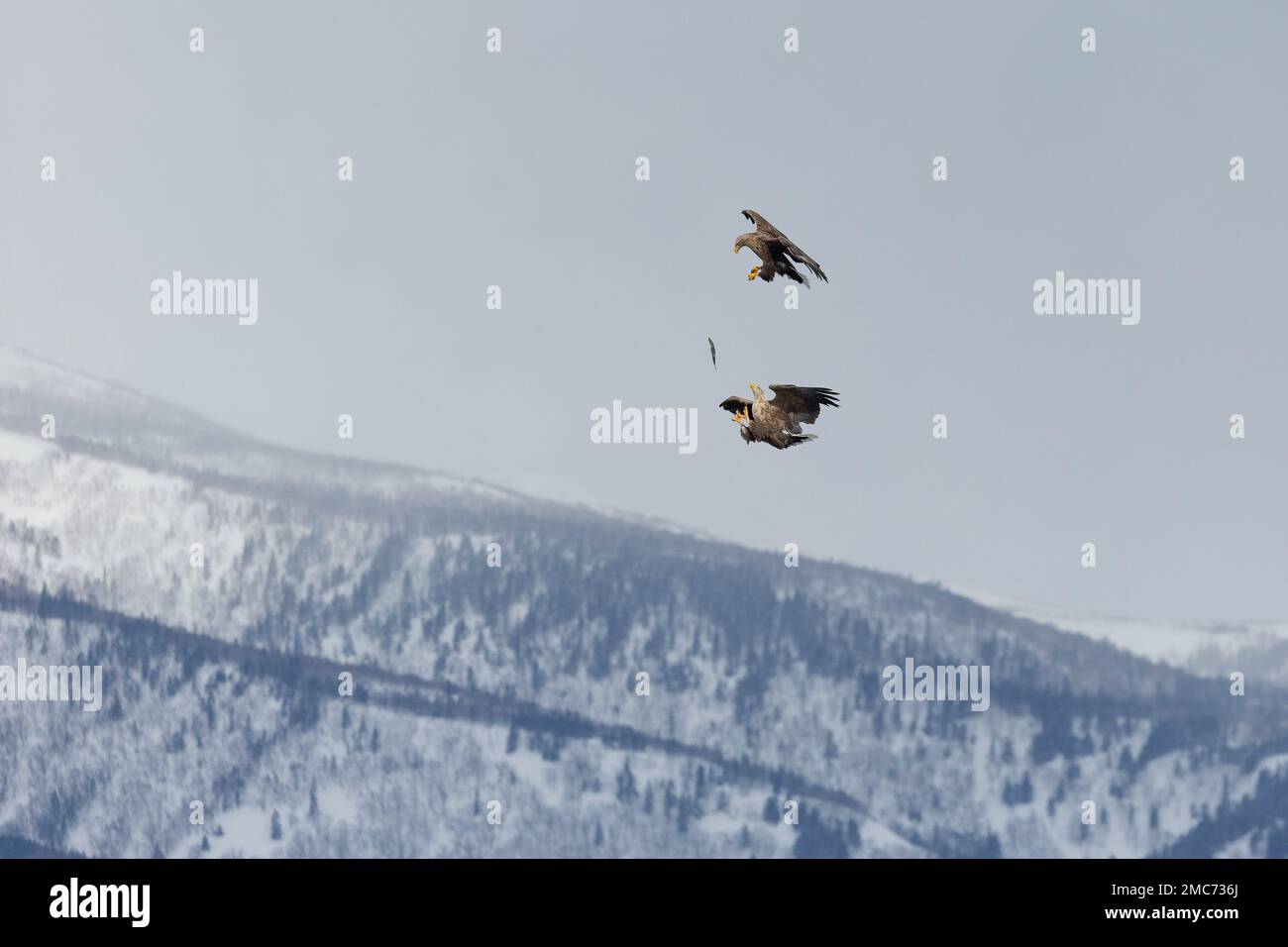 Pair of adult White-tailed Eagles (Haliaeetus albicilla) passing fish in flight over Shiretoko National Park, Hokkaido, Japan (sequence 2 of 7) Stock Photo