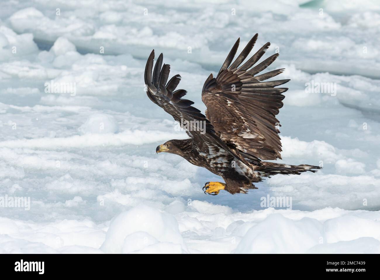 Juvenile White-tailed Eagle (Haliaeetus albicilla) in flight over sea ice, Nemuro Strait, Hokkaido, Japan Stock Photo