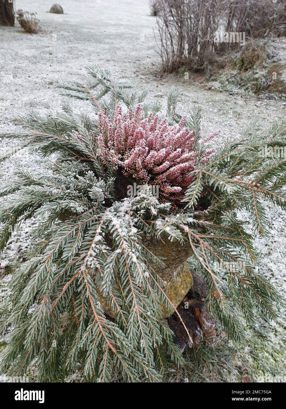 A closeup of a Juniperus Squamata or flaky juniper in a container outdoors covered with snow Stock Photo