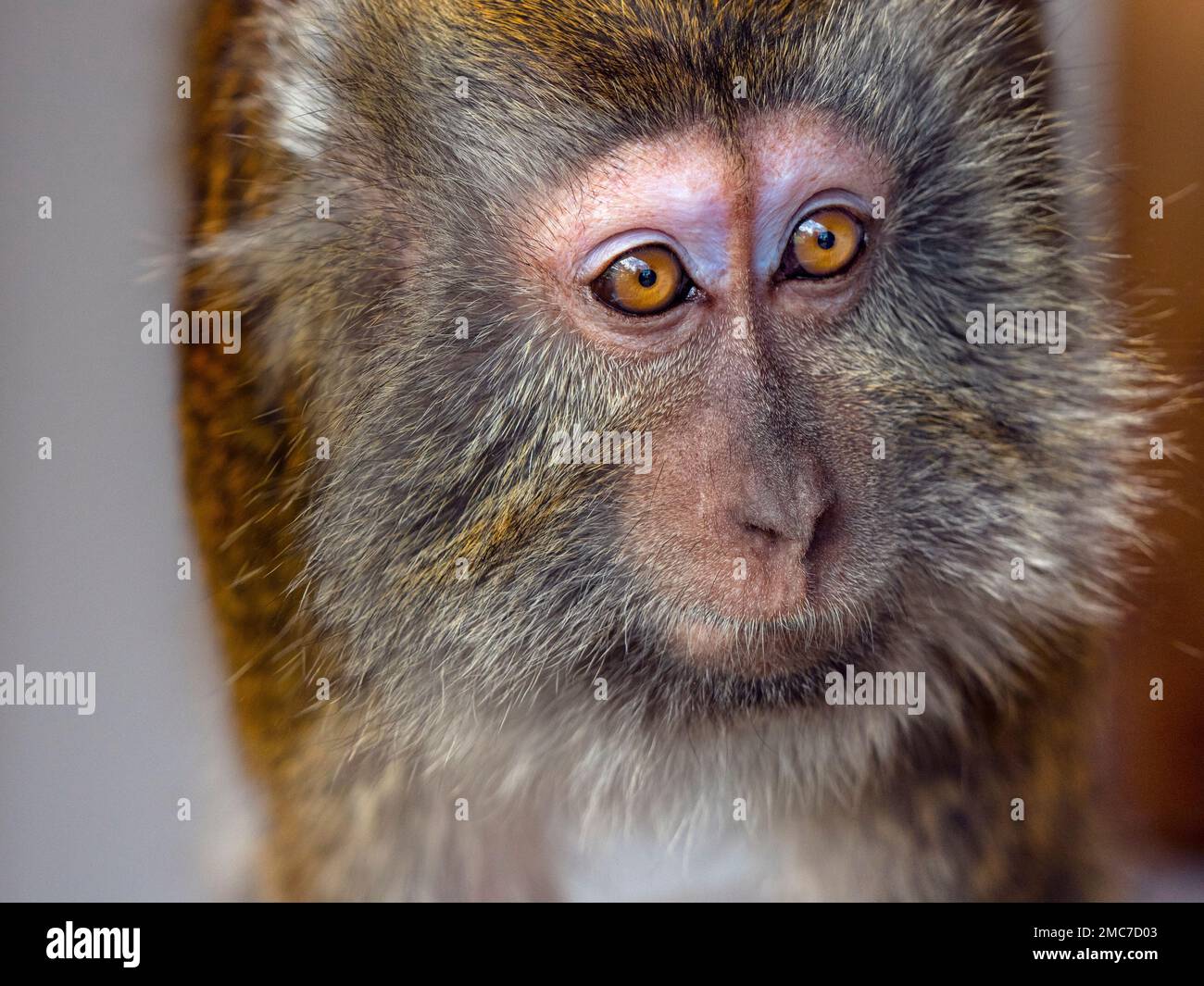 Crabeating Macaque Macaca fasdicularis portrait Stock Photo Alamy