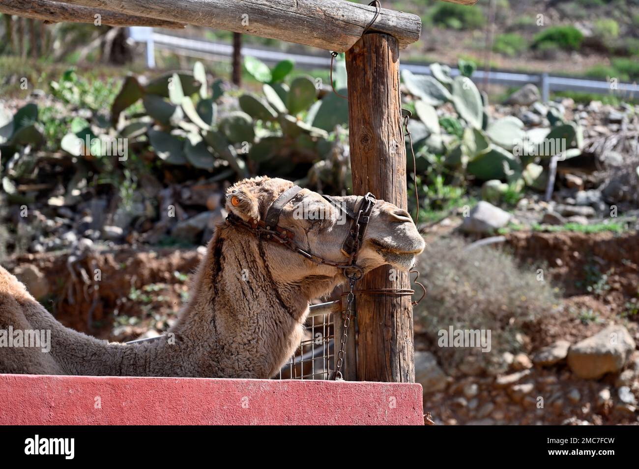 Camel in enclosure at Camel Safari Park “La Baranda” near Fataga, Gran Canaria Stock Photo