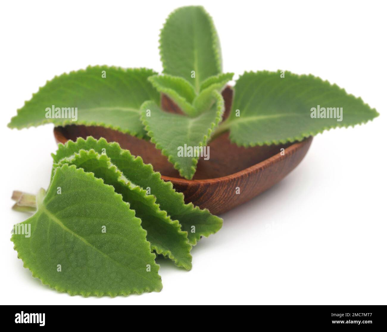 Oregano leaves in bowl over white background Stock Photo Alamy