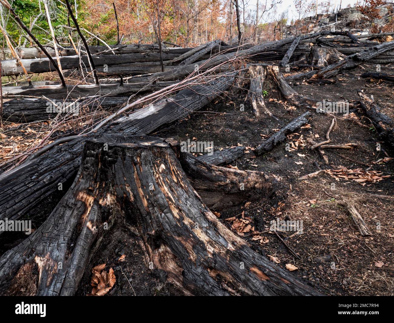 Fallen burnt tree, burnt stomp and burnt tree bark black background