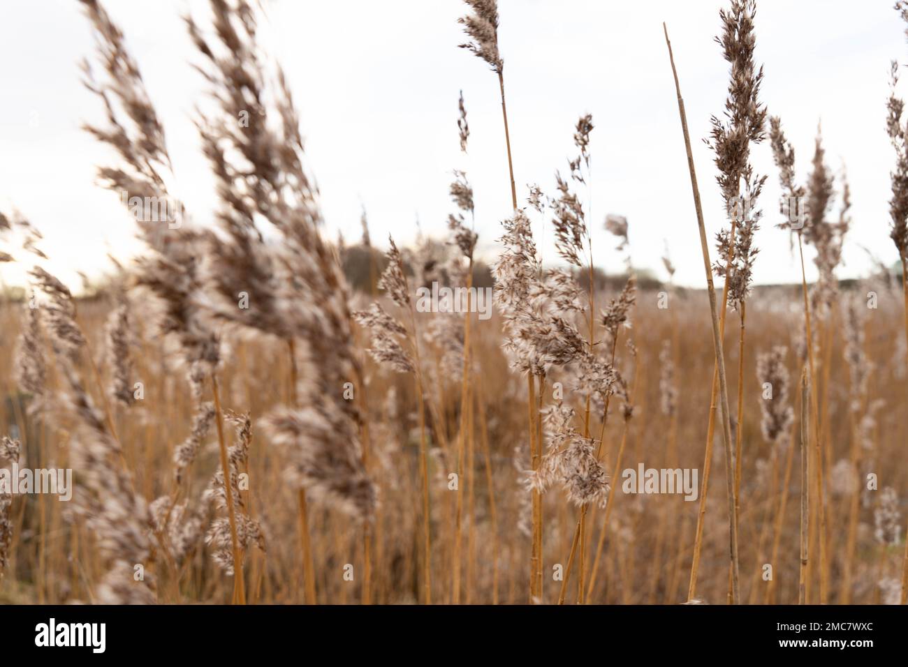 Reeds Stock Photo
