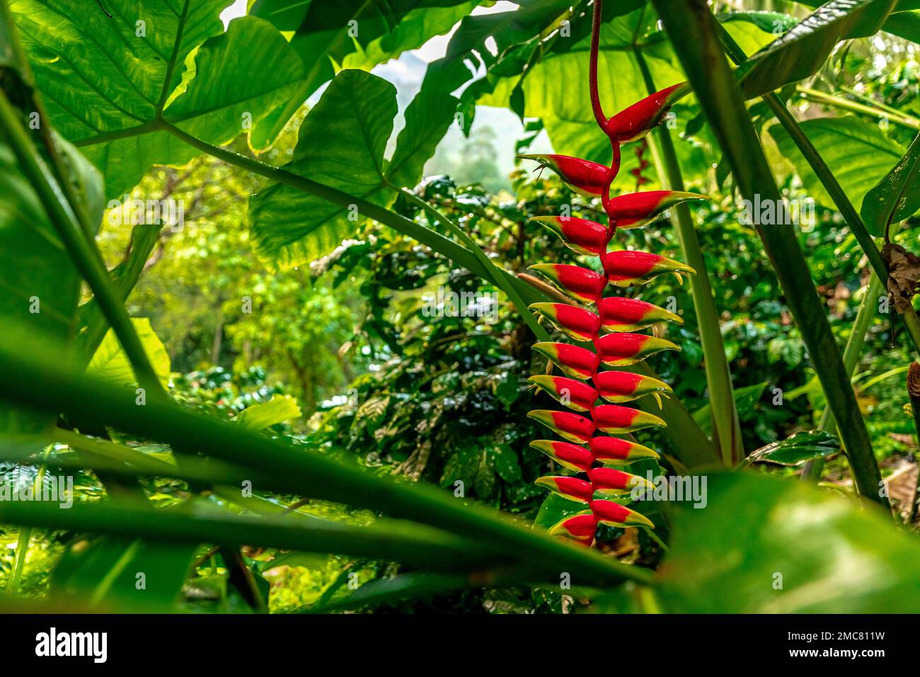 heliconia flower in tropical forest Stock Photo