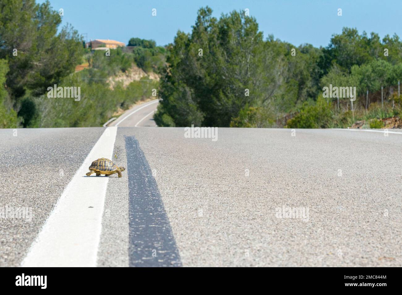 A tortoise walks across a country road in Mallorca, Spain. Stock Photo