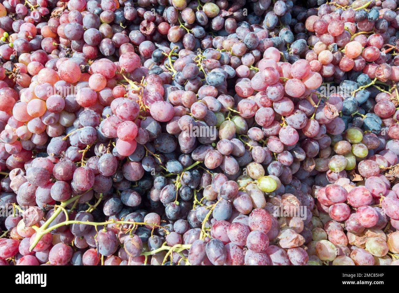 Fresh picked grapes Stock Photo