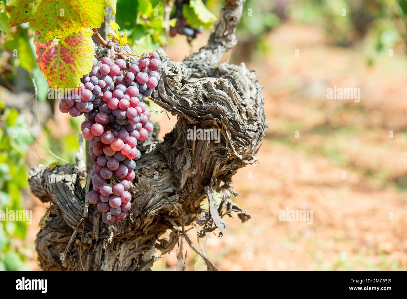 Mantonegro grape in a field in Mallorca Stock Photo