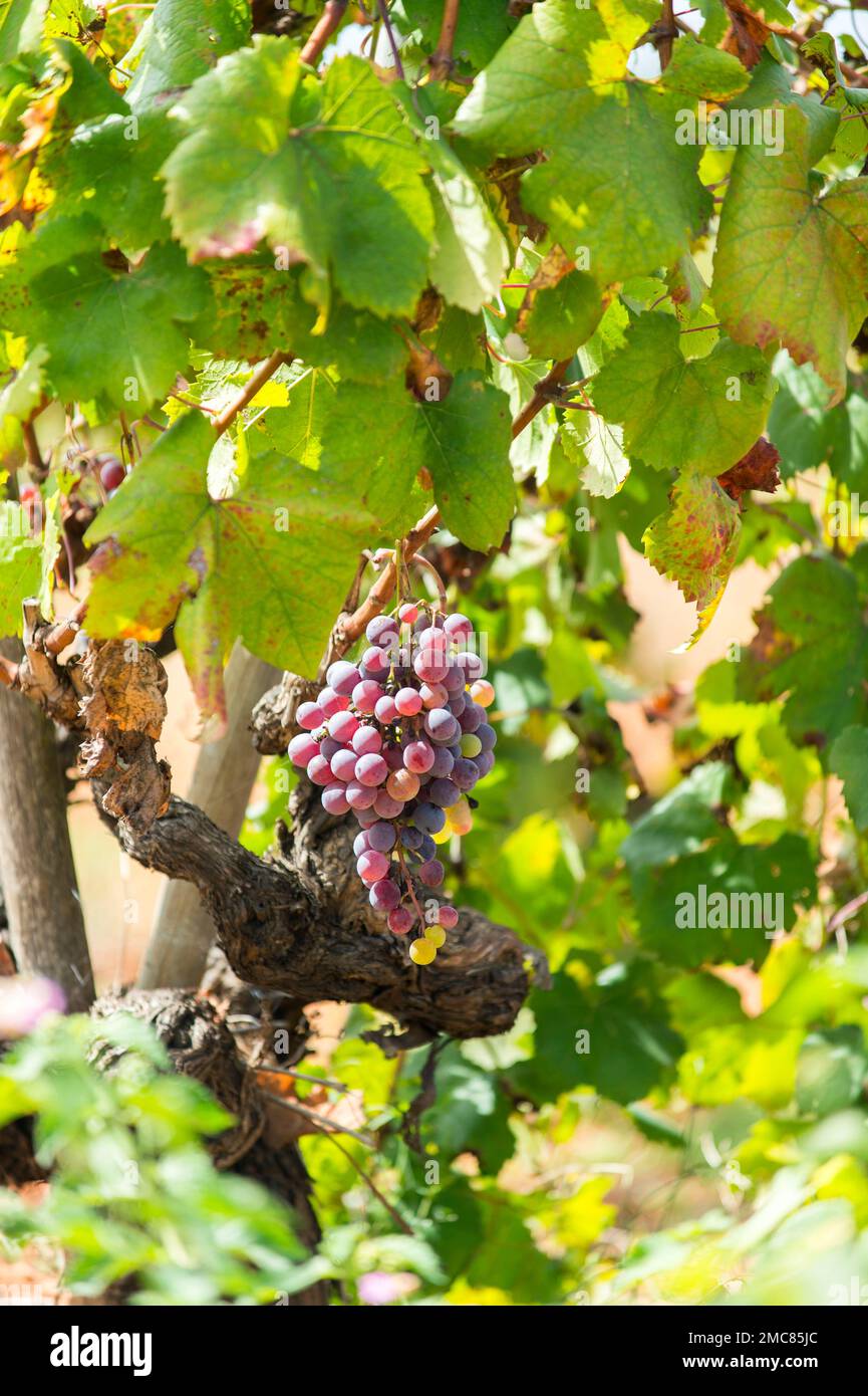 Mantonegro grape in a field in Mallorca Stock Photo