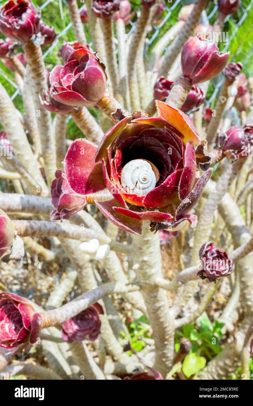 Snail in a plant Stock Photo