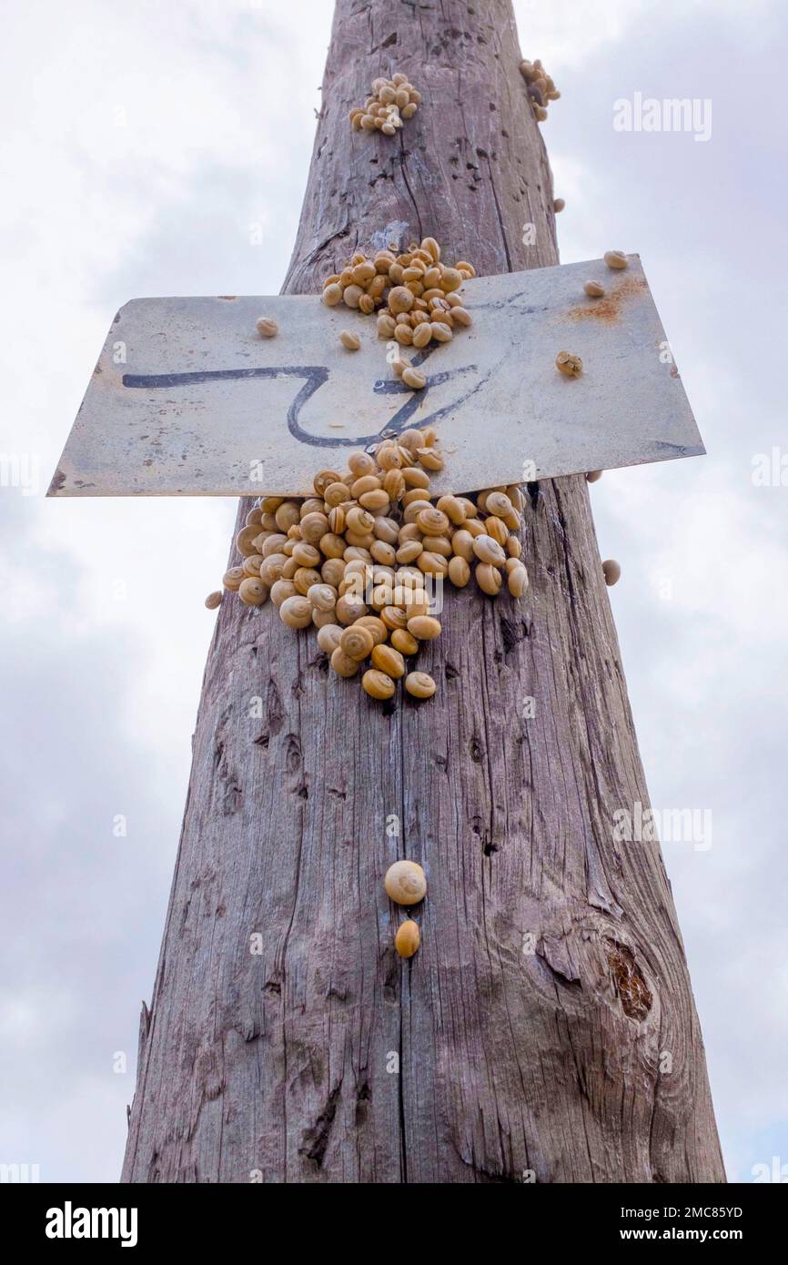 Snails at party reunion , Majorca Stock Photo