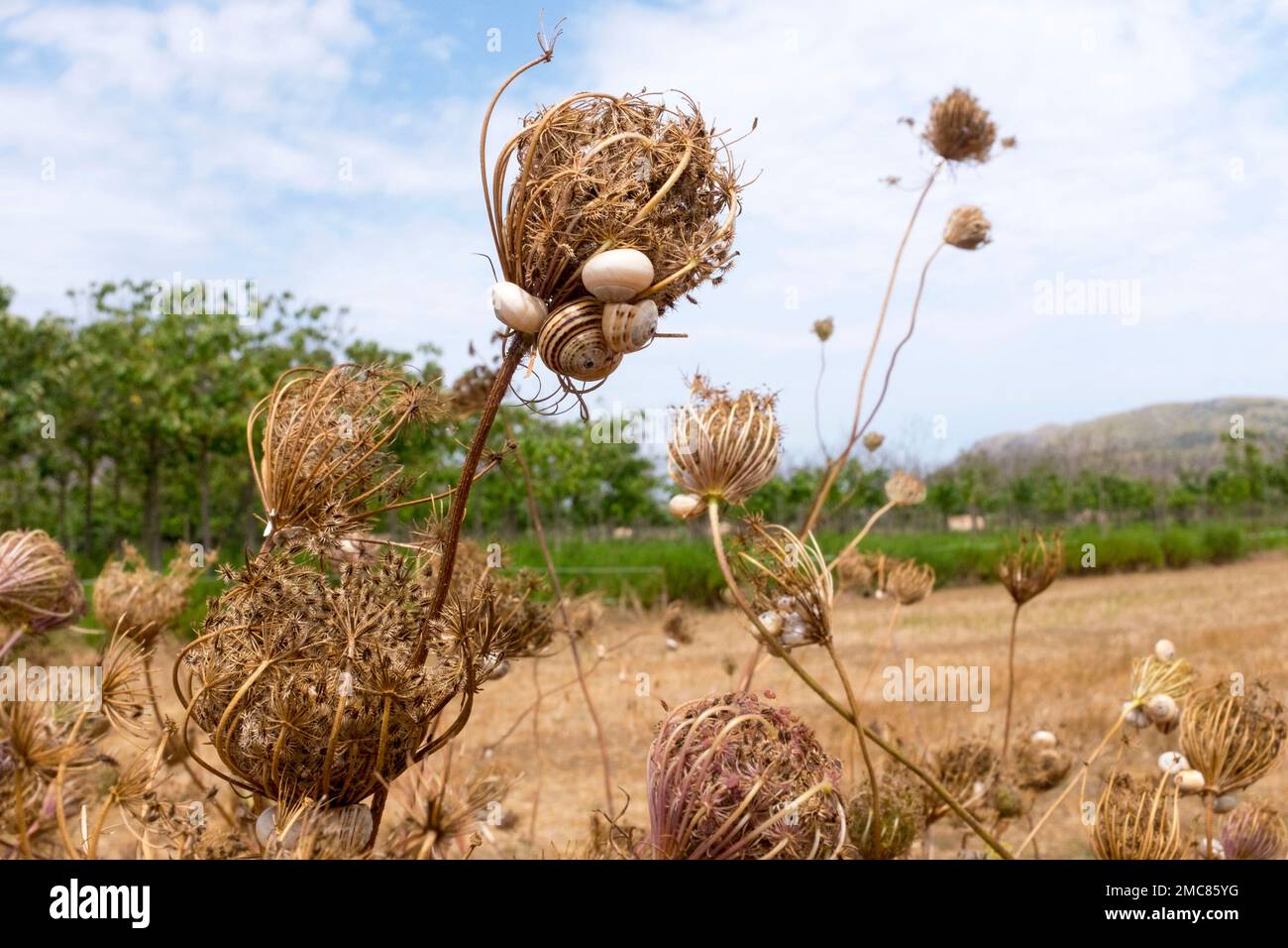 Snails on dried plants, Majorca Stock Photo