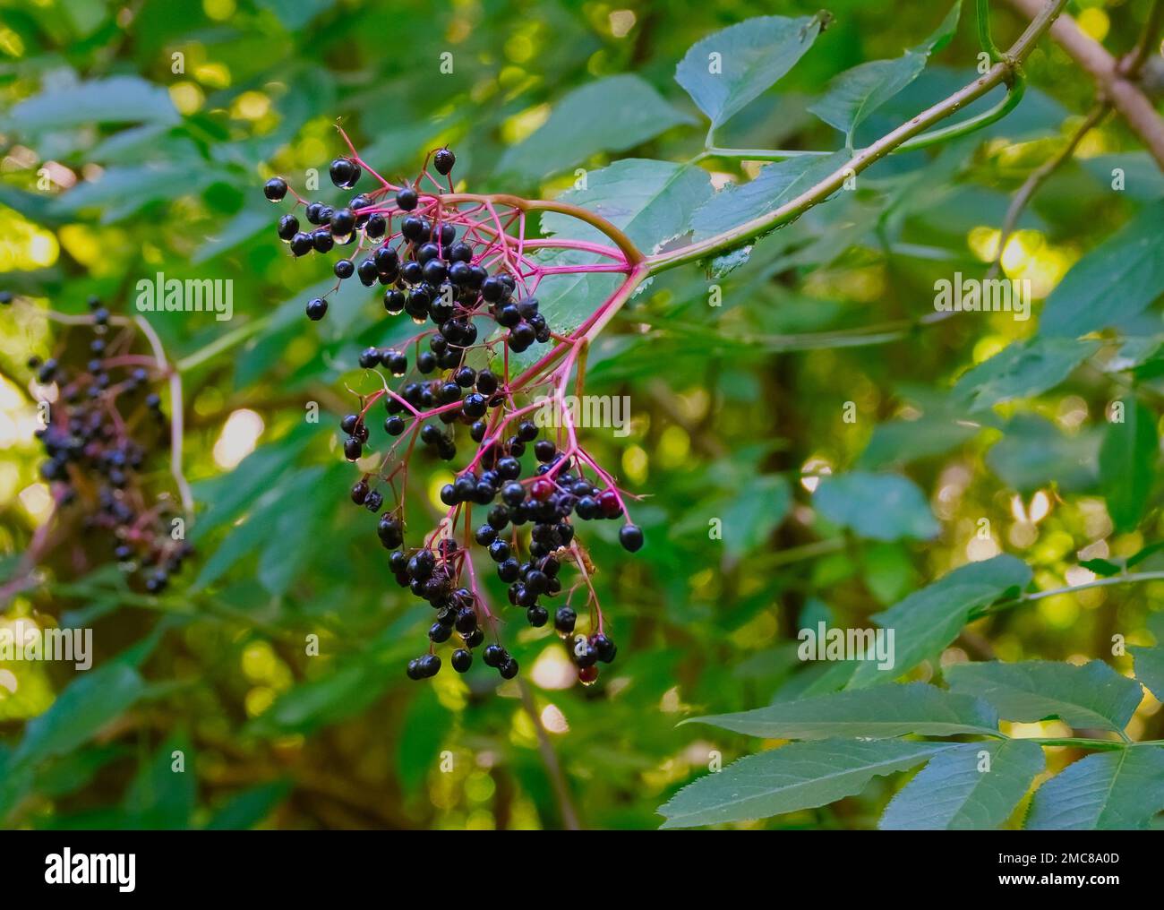 Schwarzer Holunder,Black elderberry Stock Photo