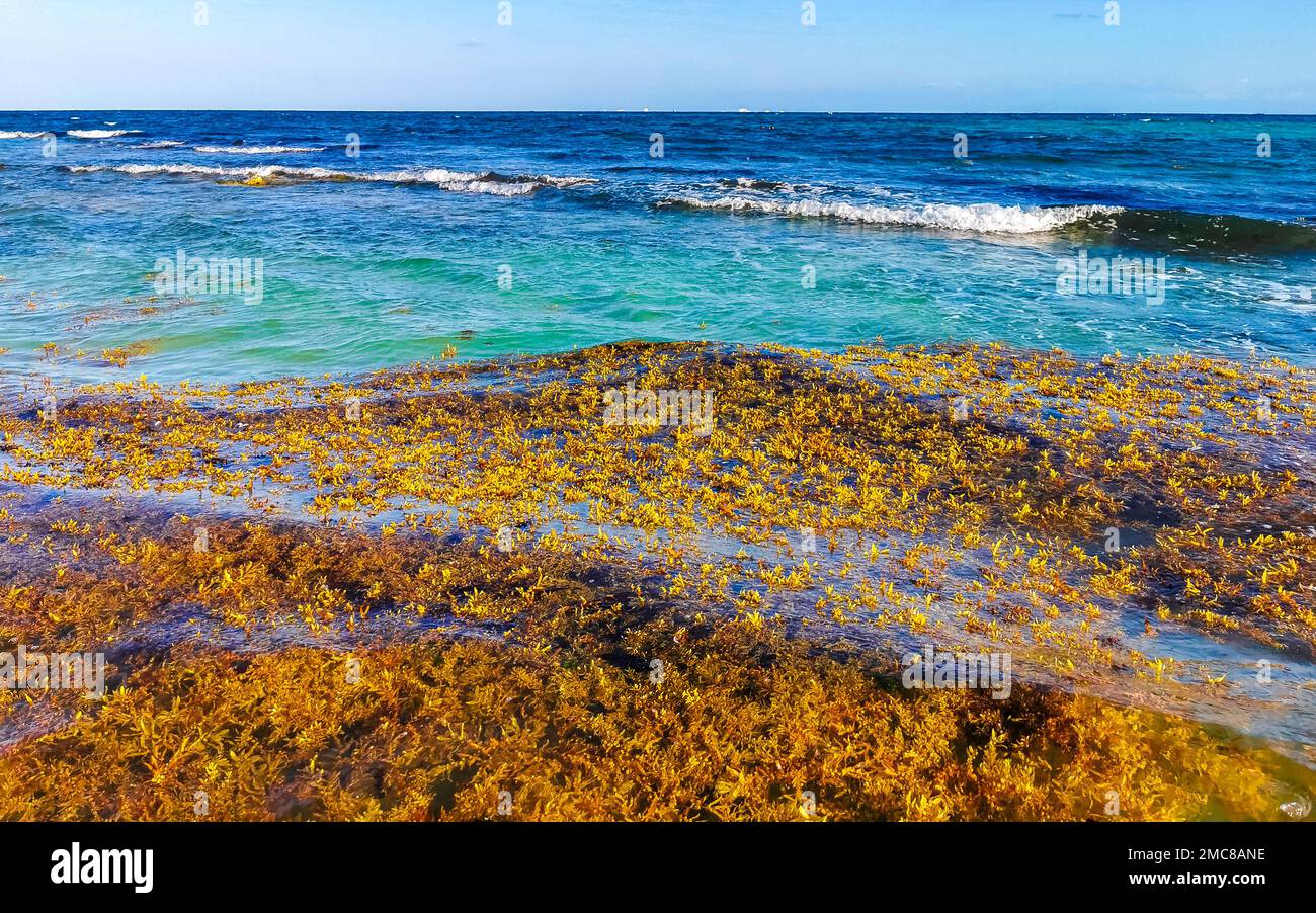 The beautiful Caribbean beach totally filthy and dirty the nasty ...
