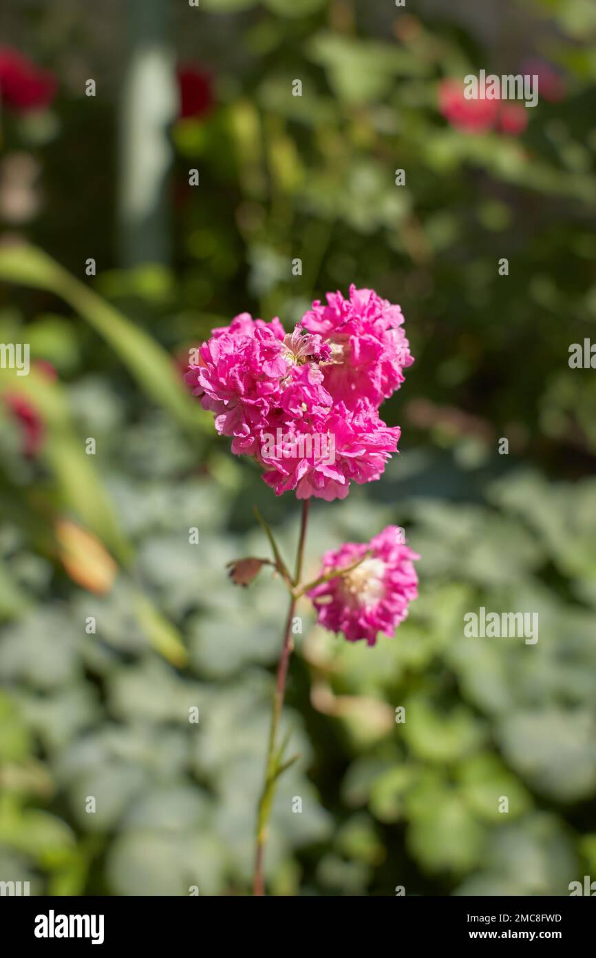 Pink flower of Armeria Pom Pom Rose or Mesmerizing Miniature Roses in the garden. Summer and spring time. Stock Photo