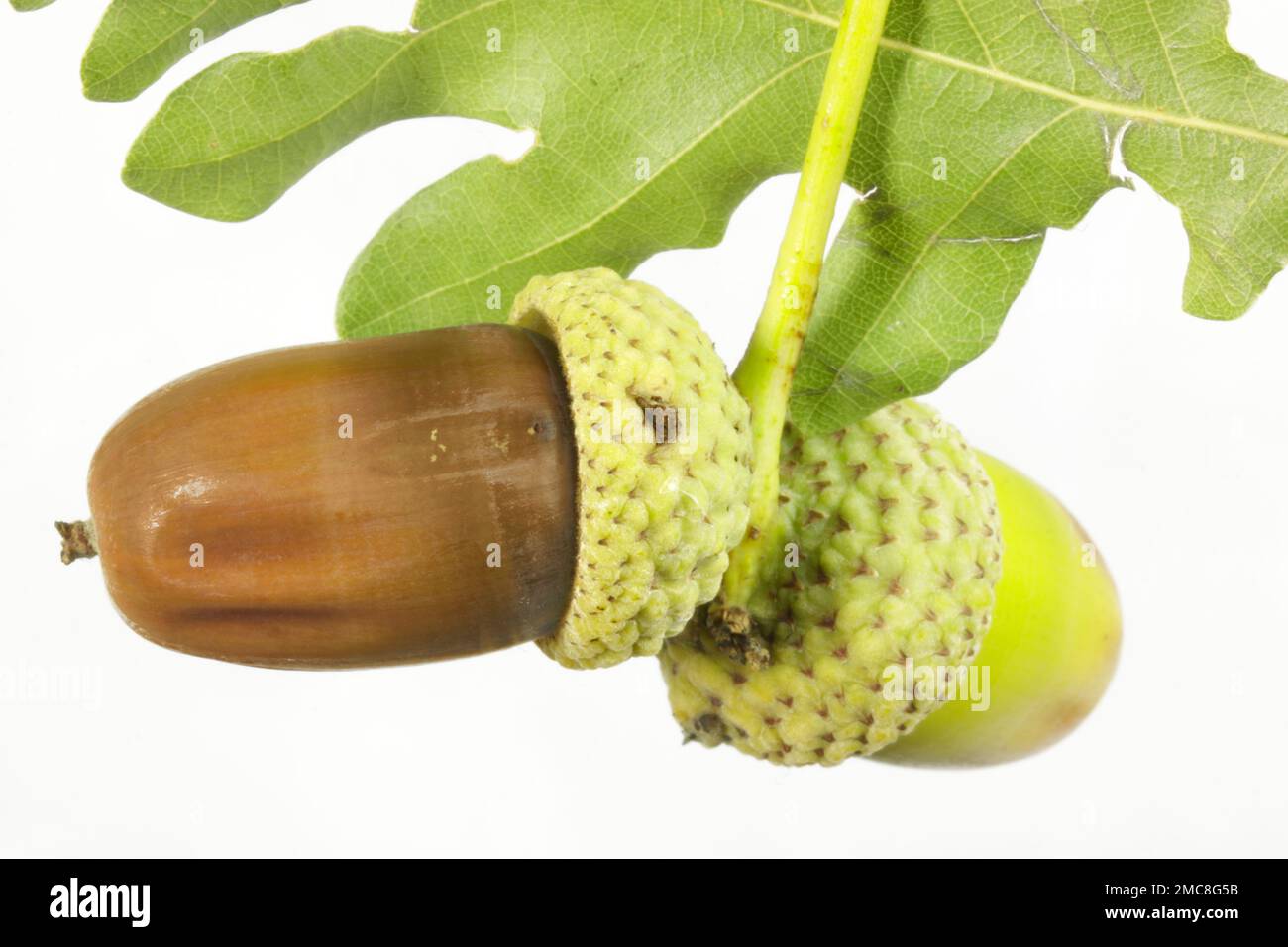 Acorns and oakleaf Stock Photo