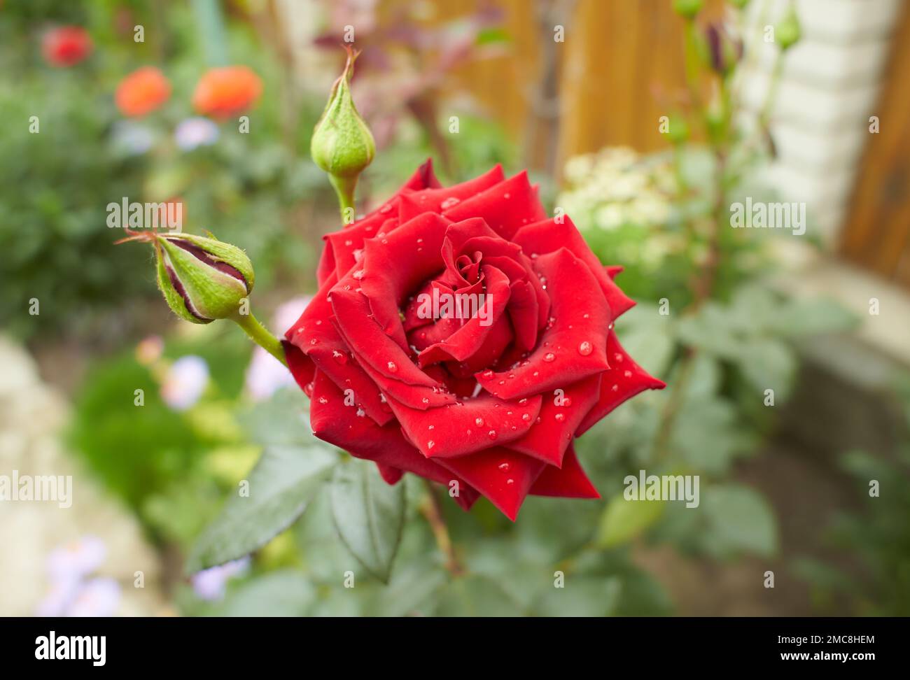 Red flowers of hybrid rose in the garden. Summer and spring time. Stock Photo