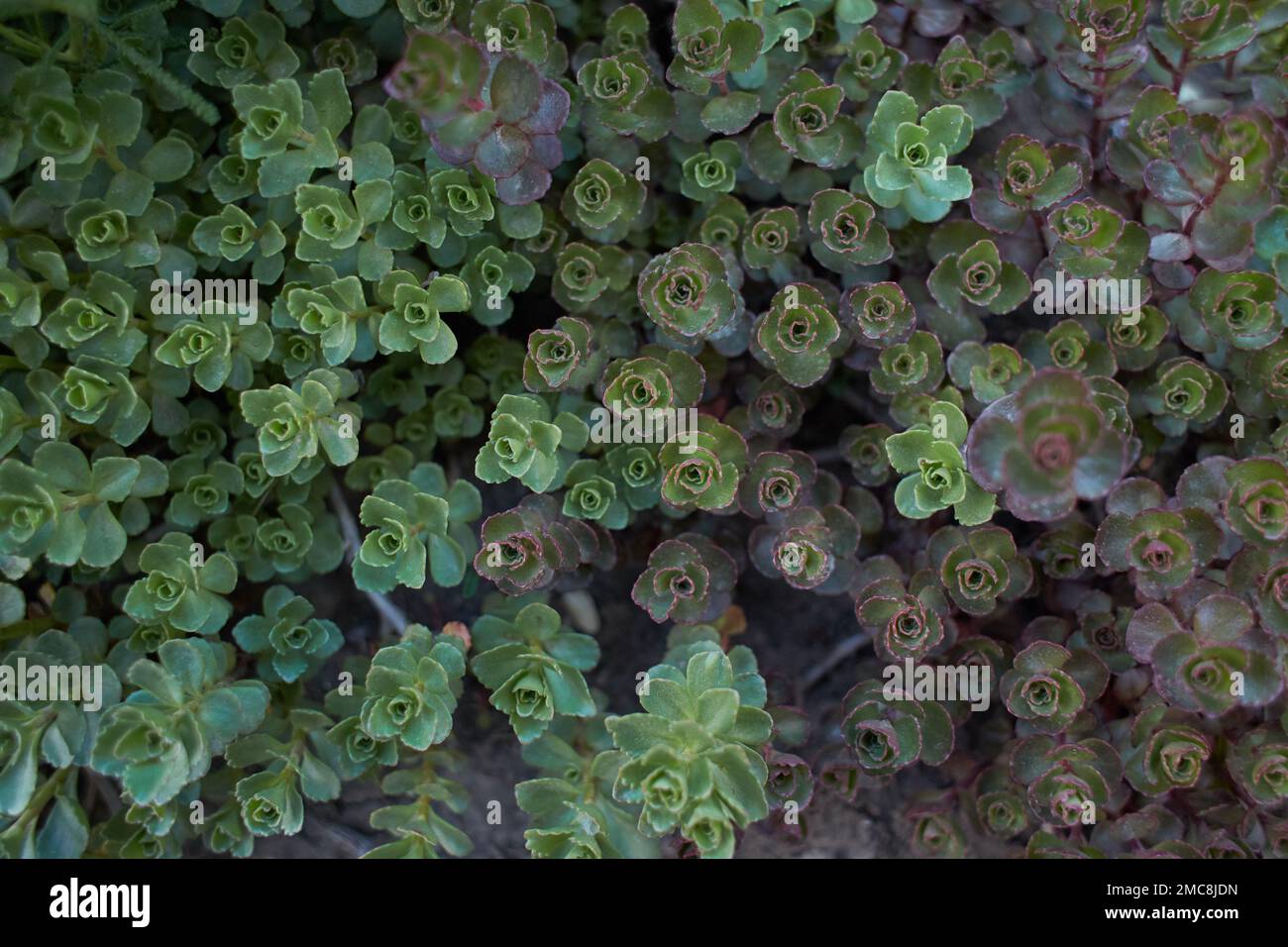 Green plant of ‘John Creech’ stonecrop, Sedum Spurium Summer Glory Green Roof Plants in the garden. Summer and spring time. Stock Photo