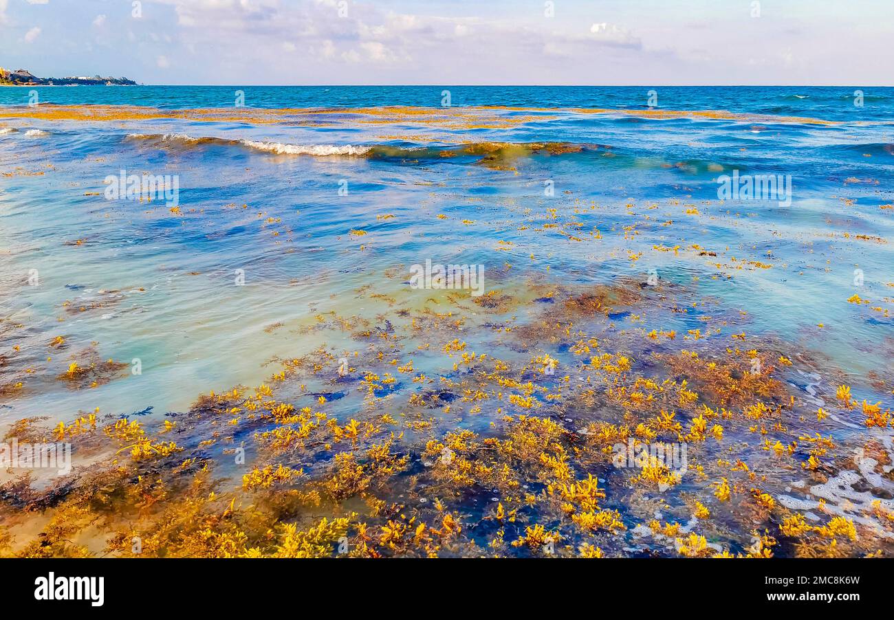 The beautiful Caribbean beach totally filthy and dirty the nasty ...