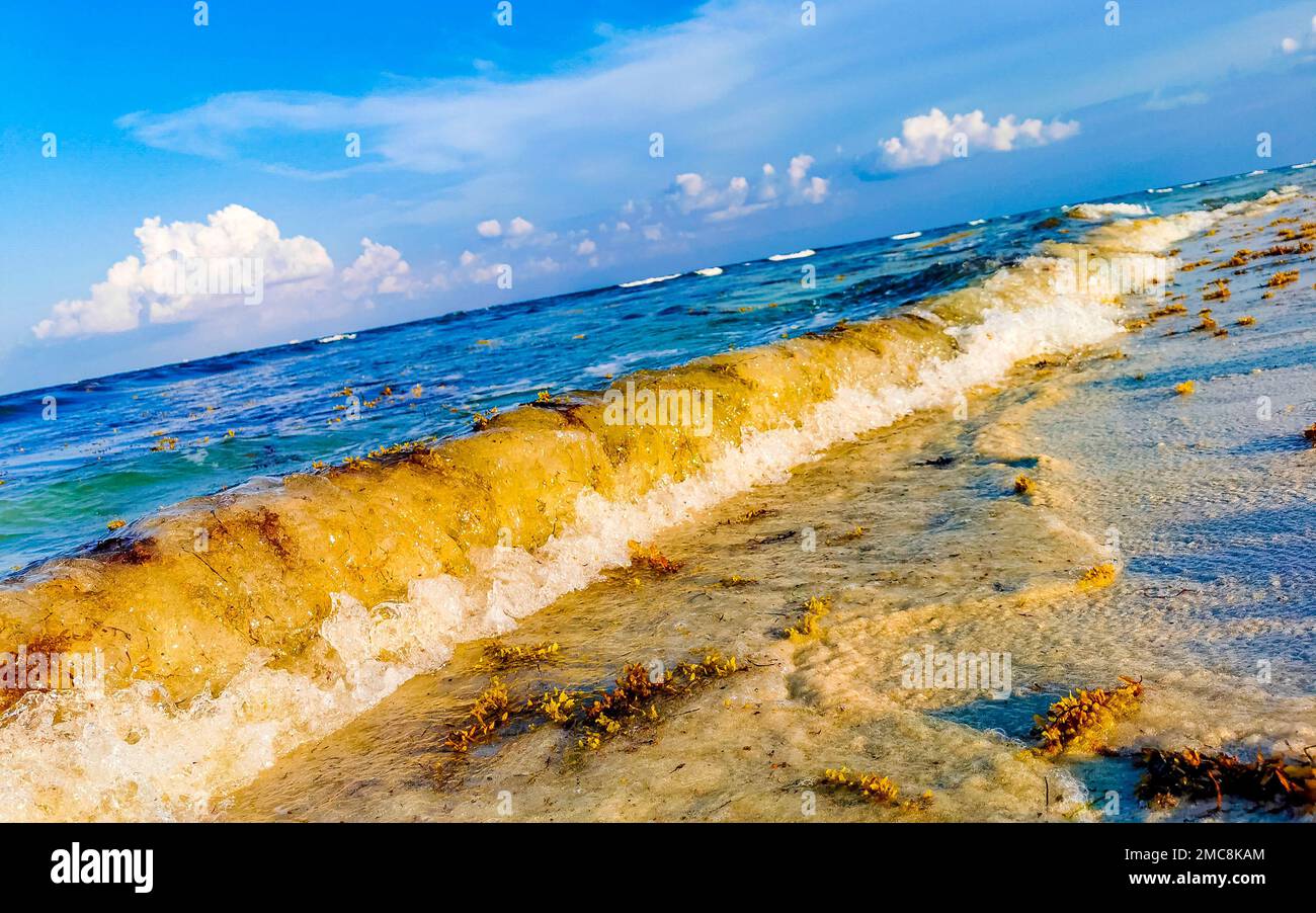 The beautiful Caribbean beach totally filthy and dirty the nasty ...
