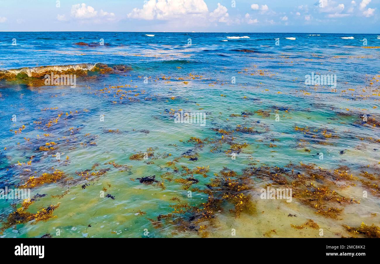 The beautiful Caribbean beach totally filthy and dirty the nasty ...