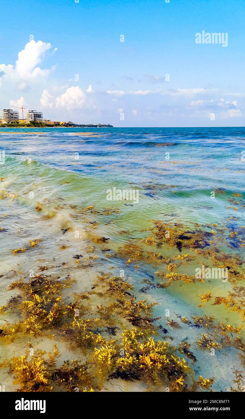The beautiful Caribbean beach totally filthy and dirty the nasty ...