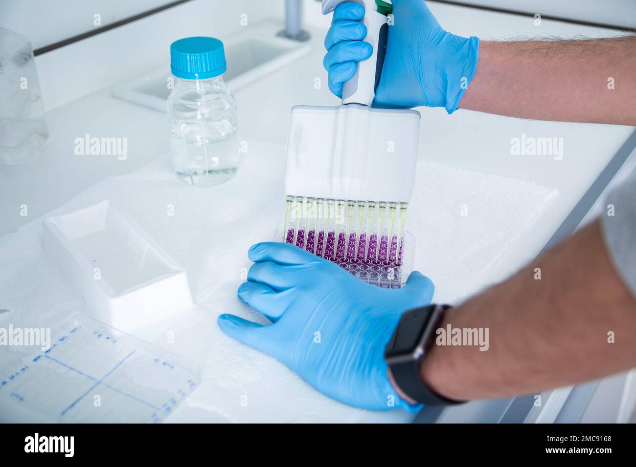 cell culture at the medicine, medical and cell culture laboratory Stock