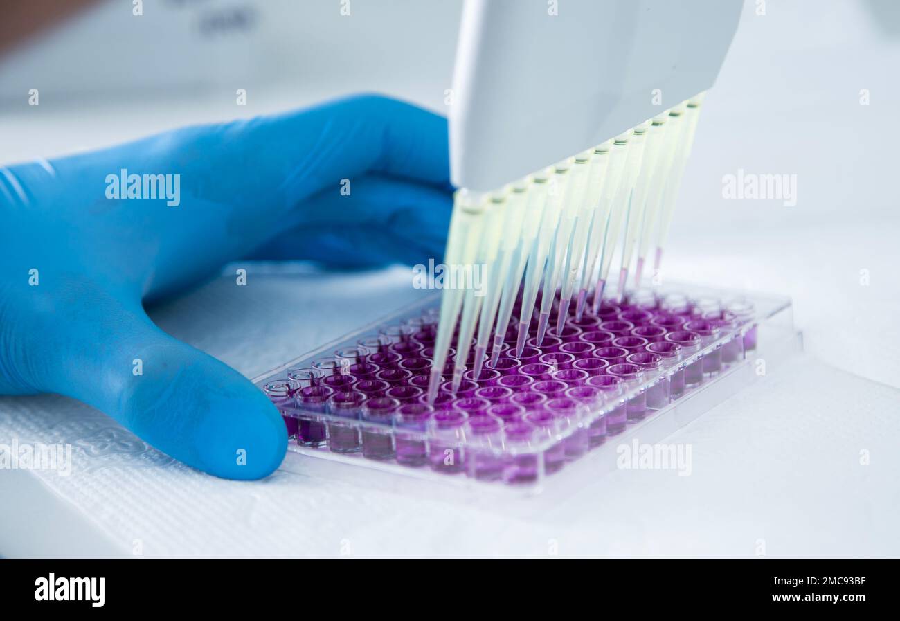 cell culture at the medicine, medical and cell culture laboratory Stock Photo