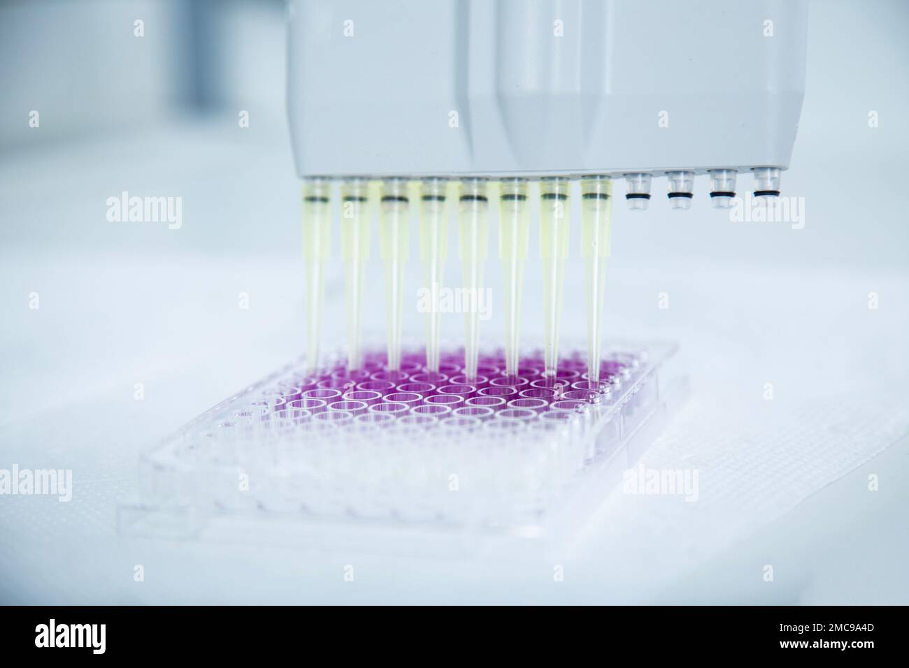 cell culture at the medicine, medical and cell culture laboratory Stock