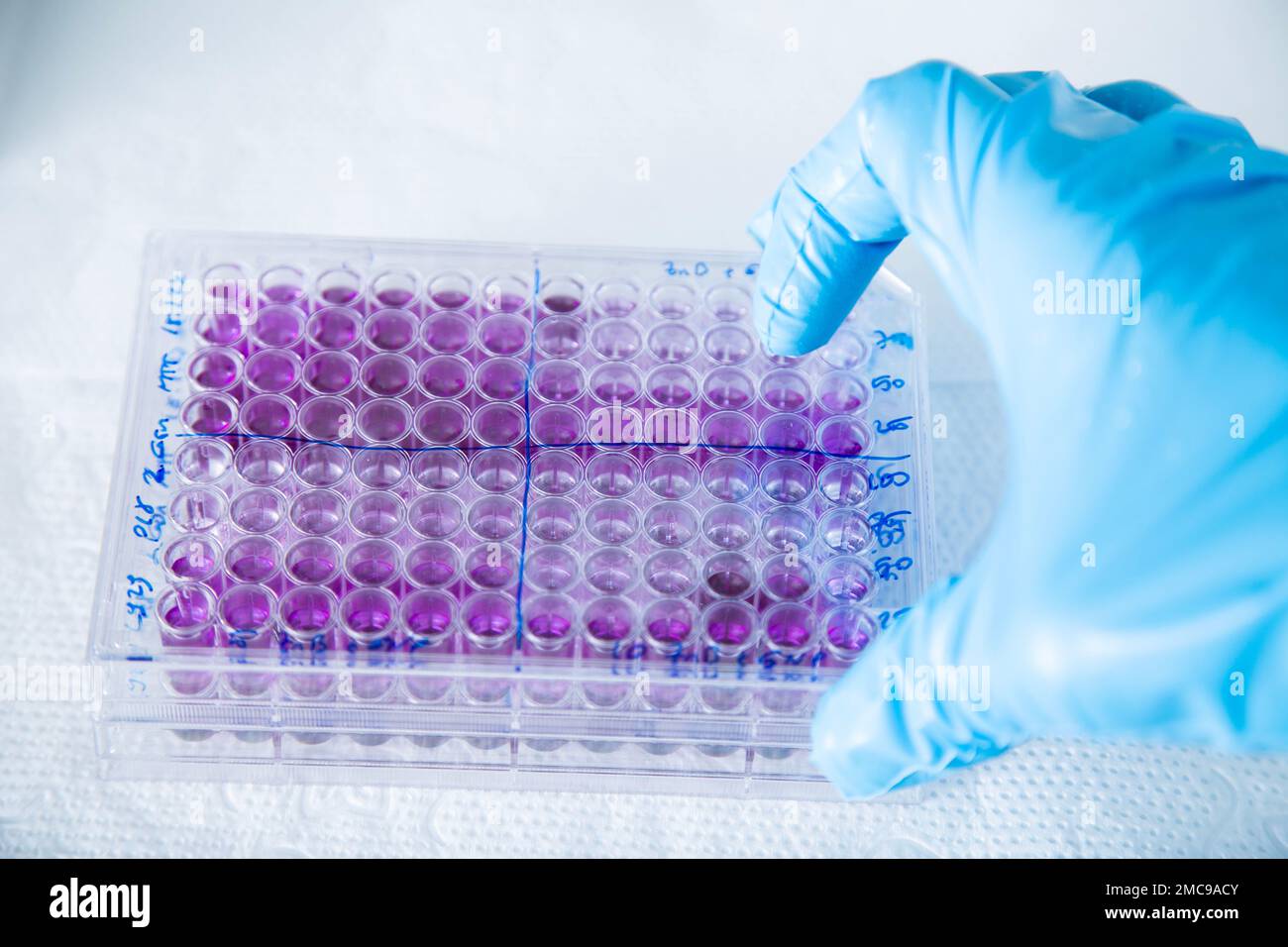 cell culture at the medicine, medical and cell culture laboratory Stock