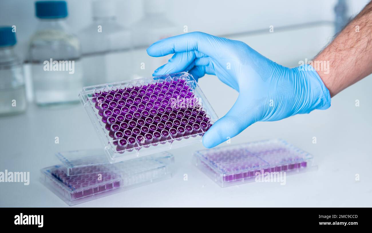 cell culture at the medicine, medical and cell culture laboratory Stock