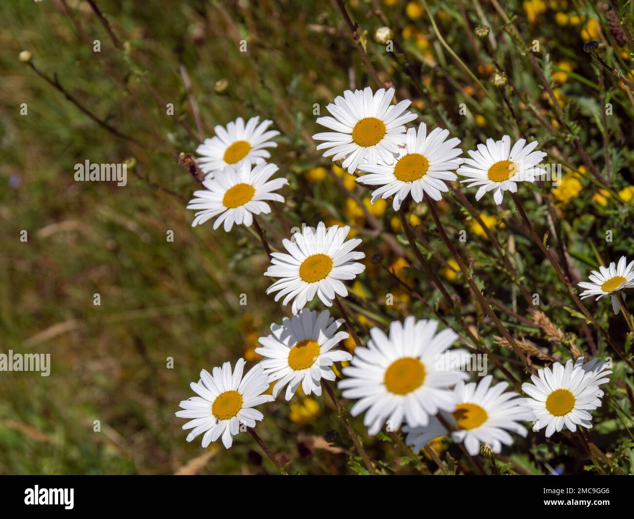 Blooming chamomile flower hi-res stock photography and images - Alamy