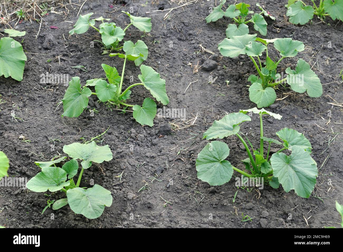close-up of growing young plants of the vegetable marrow in the vegetable garden, view from above Stock Photo