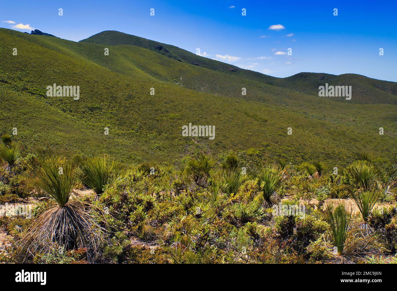 Green, heath-covered hills in Stirling Range national park, in the southwest of Western Australia, on a sunny summer day Stock Photo