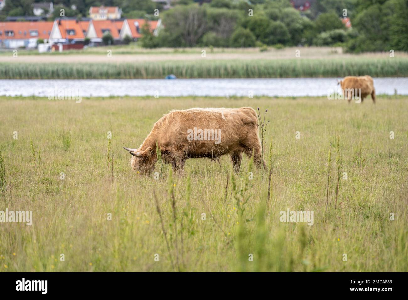 Highland cattle grazing on a field Stock Photo - Alamy