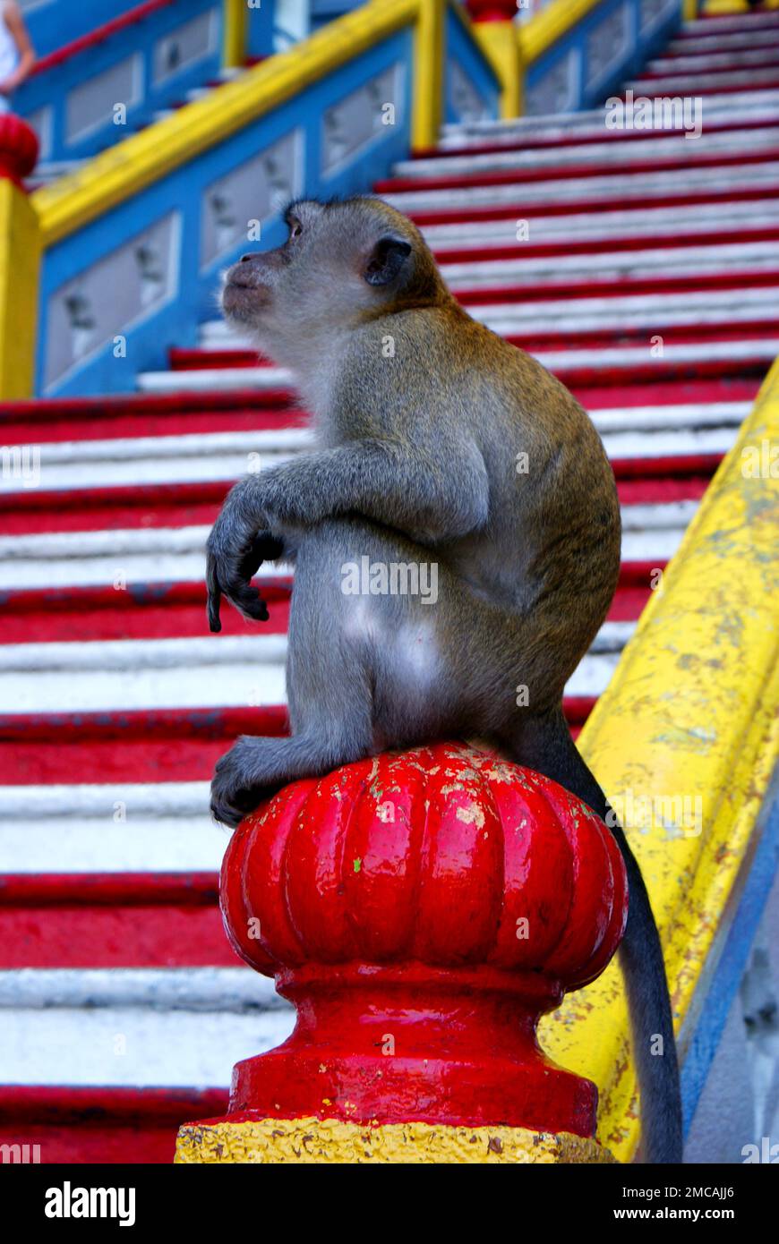 Macaque monkeys in front of famous Batu Caves in Kualalumpur, sitting