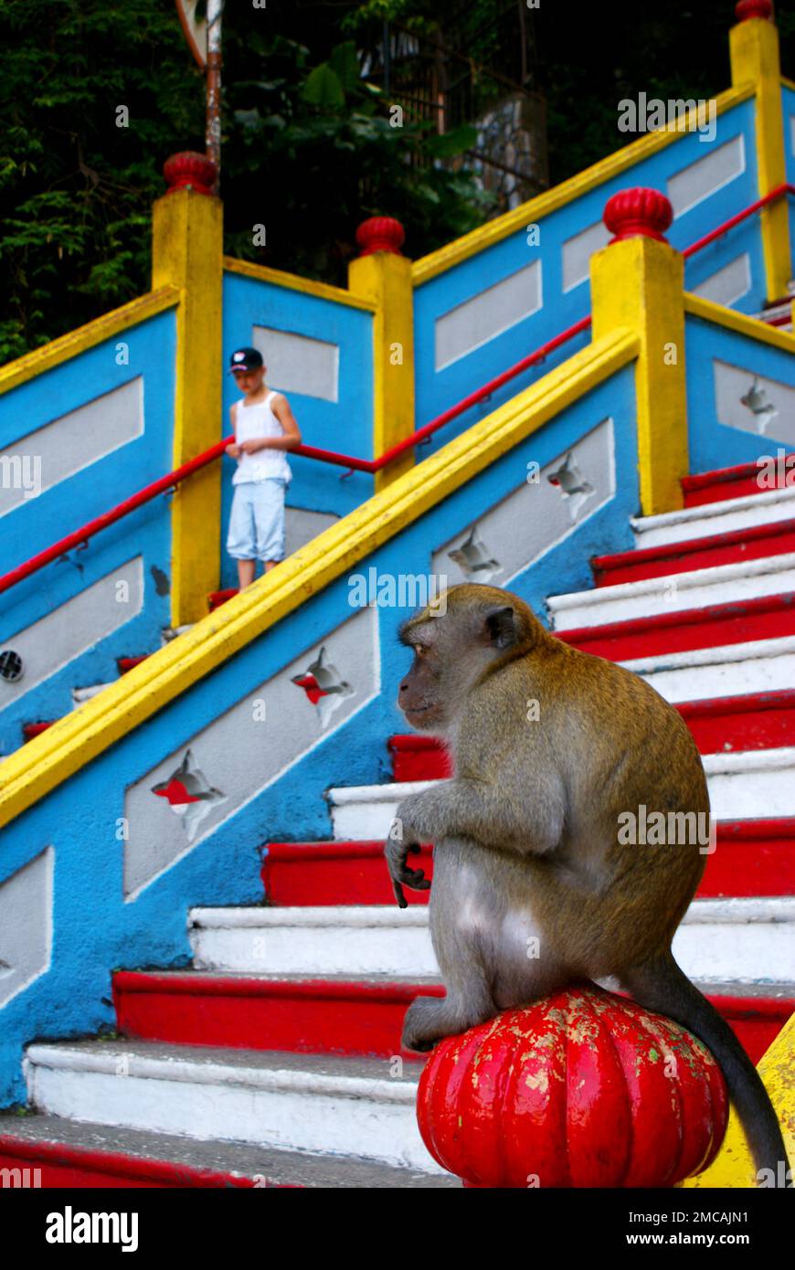 Macaque monkeys in front of famous Batu Caves in Kualalumpur, sitting