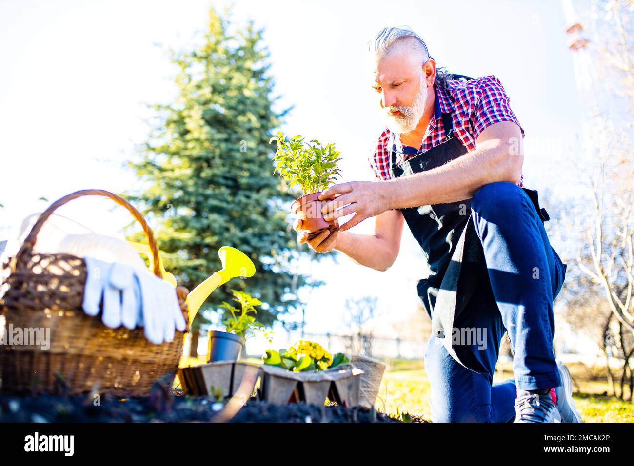 Mature older man gray hair hi-res stock photography and images - Alamy