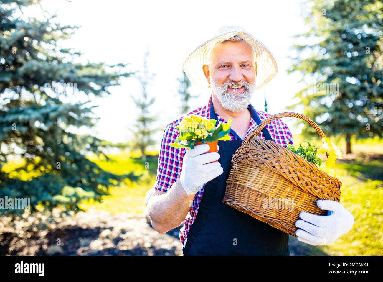 Men Spring Planting Image Senior man planting a plants in garden outdoors spring season ready ...
