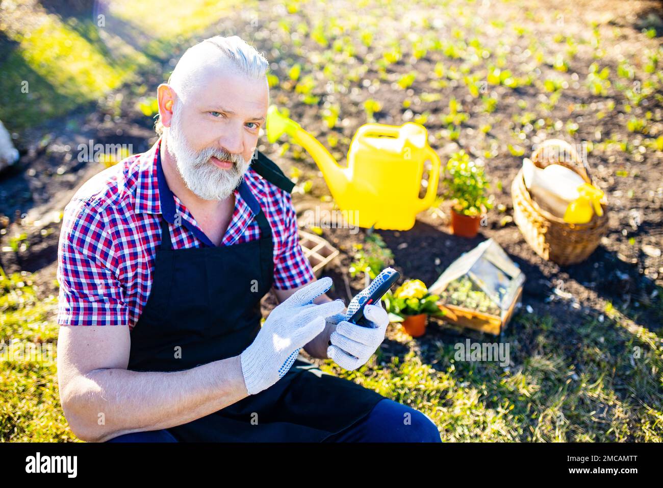 Senior man planting a plants in garden outdoors spring season ready useing a phone app Stock Photo