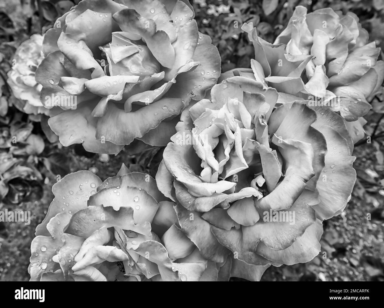 Structure of rose flower heads in rosarium of public park in Christchurch city of New Zealand. Stock Photo
