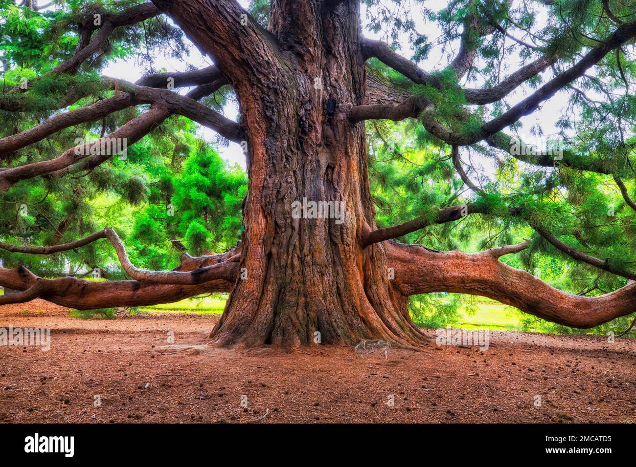 Public green park in Christchurch city of New Zealand - pine trees lawn. Stock Photo