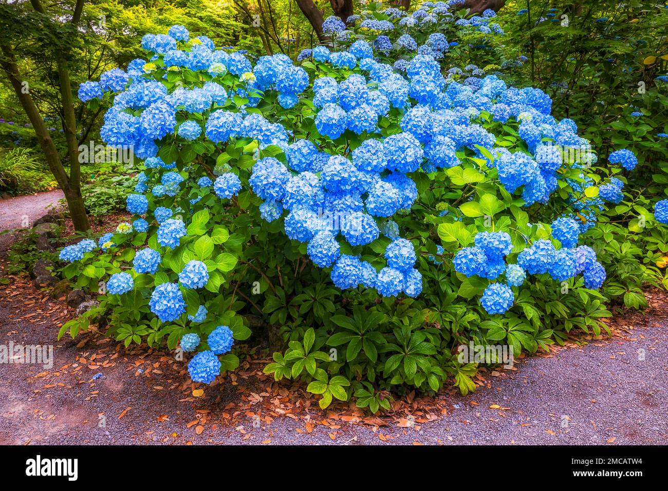 Blue blossoming bush of hydrangea flowers in public park of Christchurch in New Zealand. Stock Photo