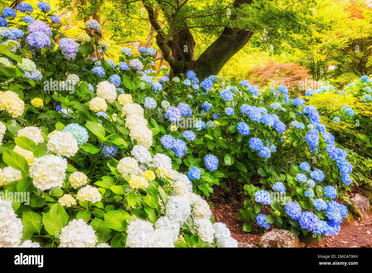 Blossoming flower balls of hydrangea in public park of Christchurch - New Zealand canterbury. Stock Photo
