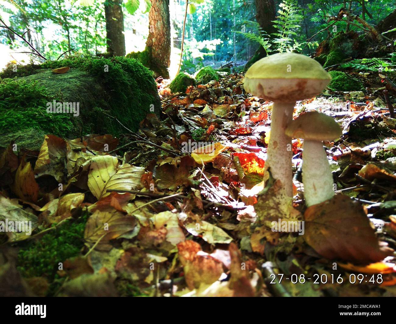 A closeup shot of the wild mushrooms in the forest Stock Photo - Alamy
