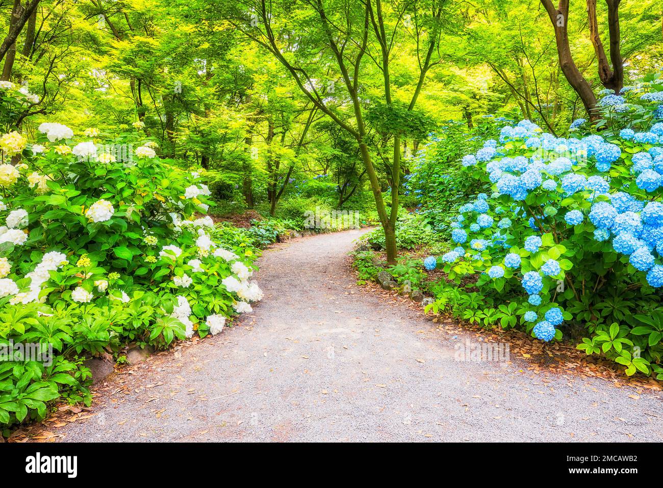 Green open public space in a park of Christchurch city of New Zealand - walking path between blossoming bushes. Stock Photo