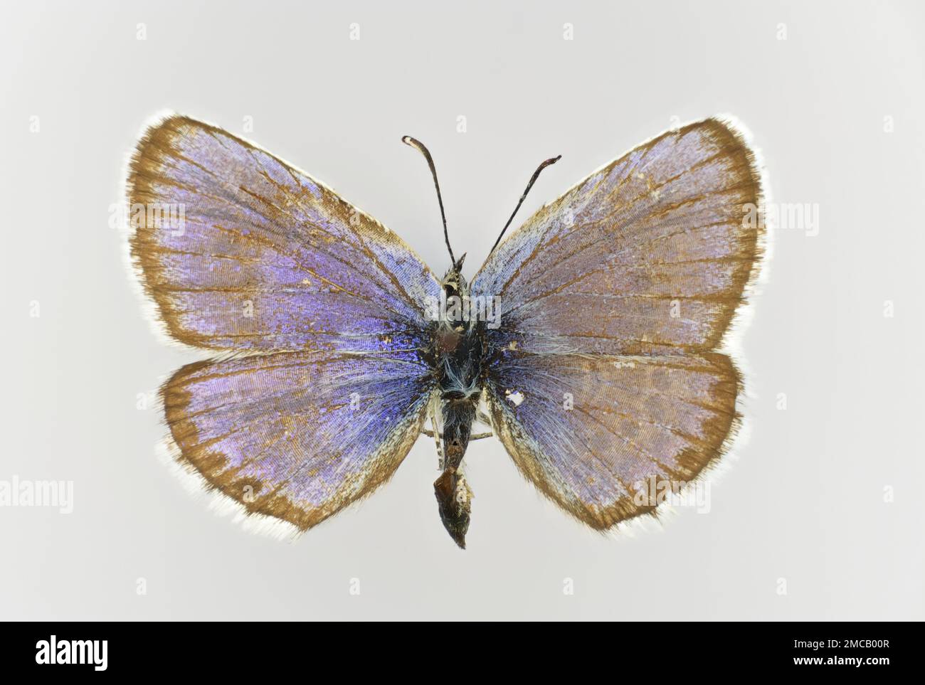 Northern blue, Plebejus idas (family Lycaenidae), a butterfly, 50 years old specimen from butterfly collection. Stock Photo