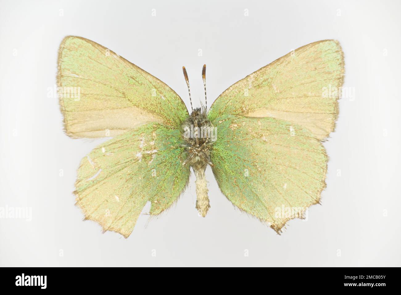 The green hairstreak, Callophrys rubi, (family Lycaenidae), a butterfly. Lower side of a 50 years old specimen from butterfly collection. Stock Photo